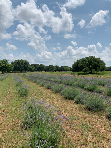 Lavender bushes midway through harvest season at Xanadu Acres
