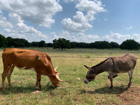 Pregnant longhorns at Xanadu Acres