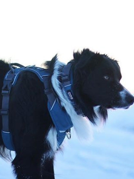 Harnais pour chien DOG Copenhagen - Comfort Walk Pro - Bleu – inooko
