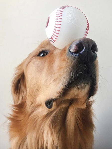 planet-dog-jouet-pour-chien-resistant-eco-friendly-durable-naturel-balle-baseball