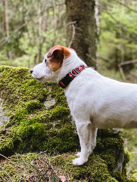 Harnais original pour chien et chiot motif Woodland - Woolly Wolf