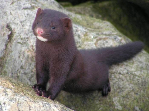 Mink Animal