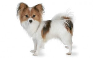 papillon test