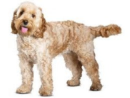 Download Foresight Health Cockapoo The Pet Genetics Lab