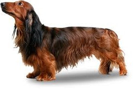 miniature long haired dachshund