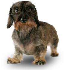 wire haired dachshund