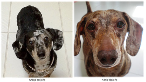 Gracie & Annie, two dachshund dogs who were Bob and Annette Jenkins's pets.
