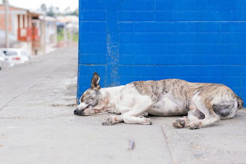 A dog lies on the ground next to a dumpster, looking unwell. 