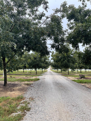 Georgia pecan grove