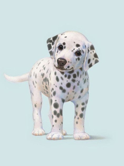 Sporten Onderstrepen Bengelen Dalmatiër Pup | Myth Of Asia