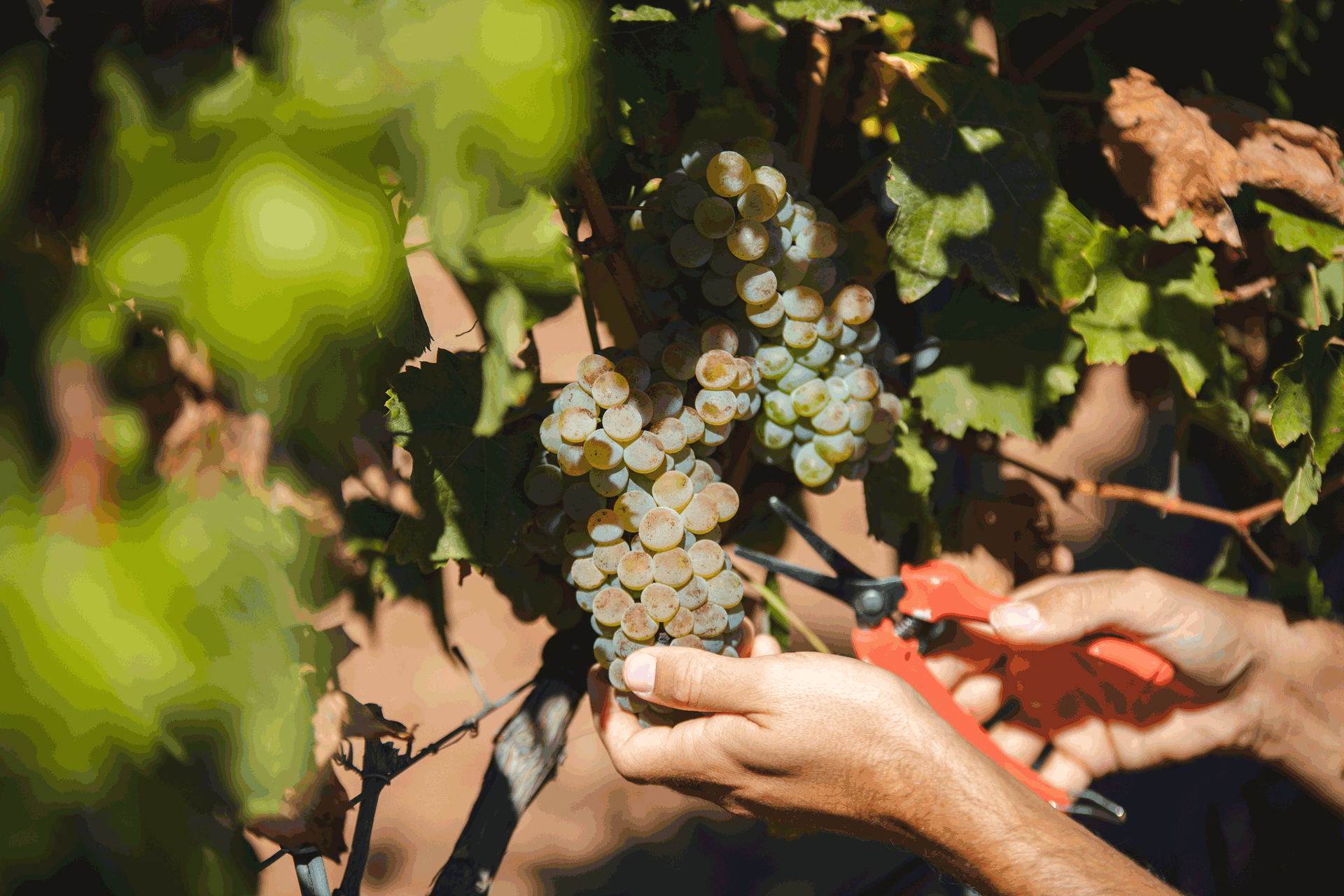 Les grappes de raisin du Château Saint-Roux