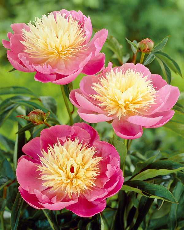  Easy to Grow Peony 'Alexander Fleming' Plant Division (1 Pack)  - Fragrant Pink Flowering Blooms in Spring Gardens : Patio, Lawn & Garden