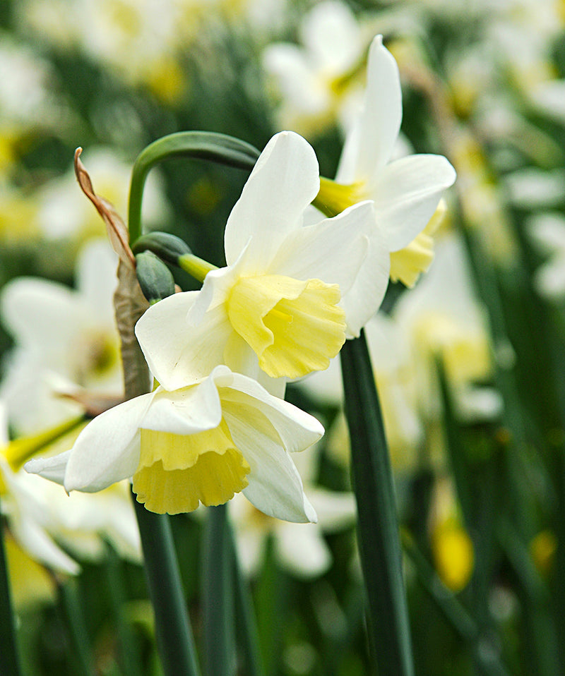 sailboat daffodil bulbs