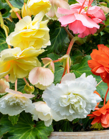 Mixed Fimbriated Begonias - 9 tubers – BloomingBulb
