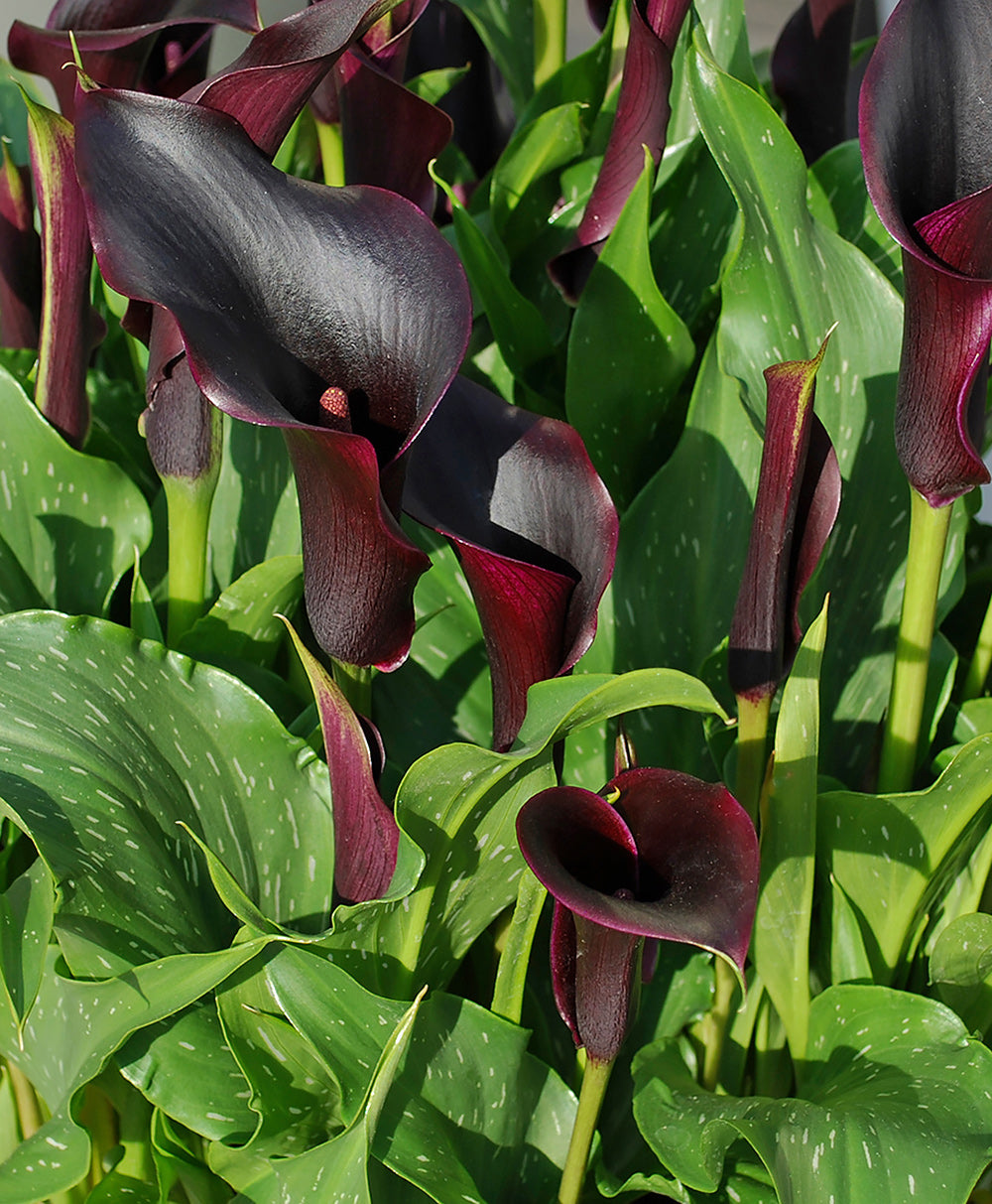 Black Forest Calla Lily - 3 tubers – BloomingBulb