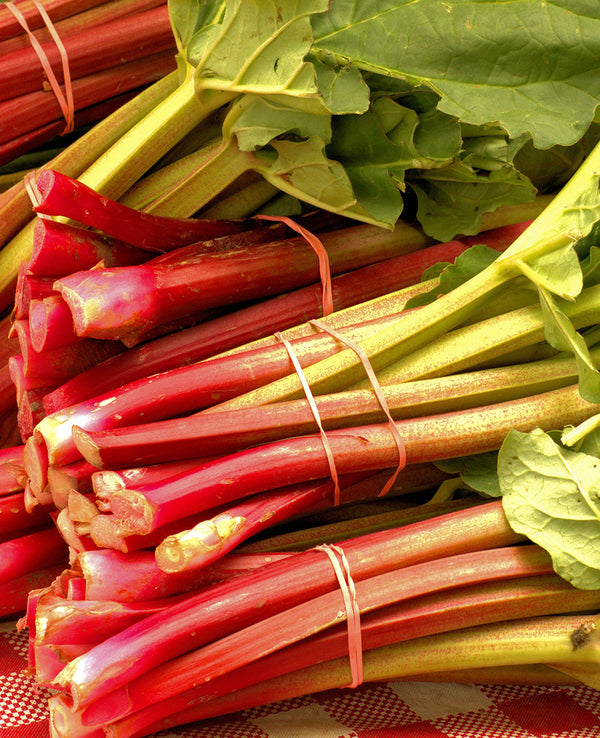 Chipman's Red Rhubarb (Rheum 'Chipman Red') in Inver Grove Heights