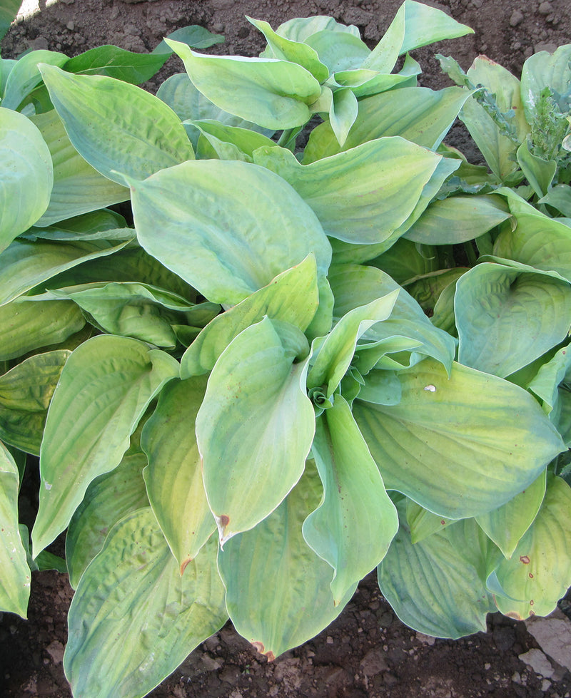 Guacamole Large Leaved Hosta 3 root divisions BloomingBulb