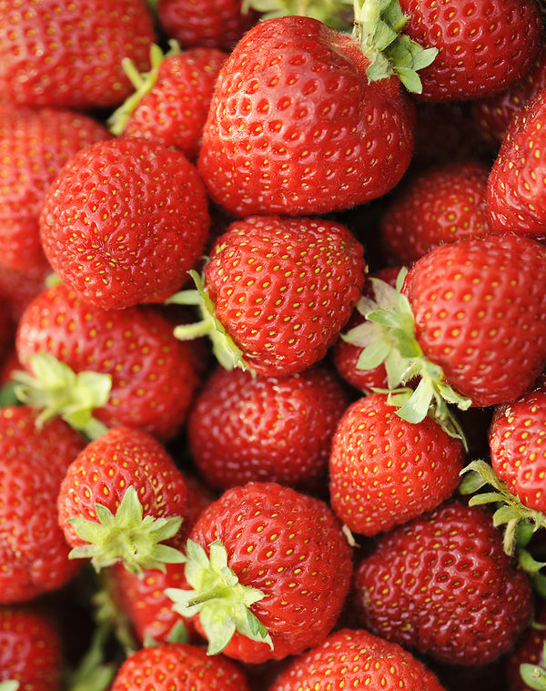 Strawberry Red Rhubarb - Prairie Gardens