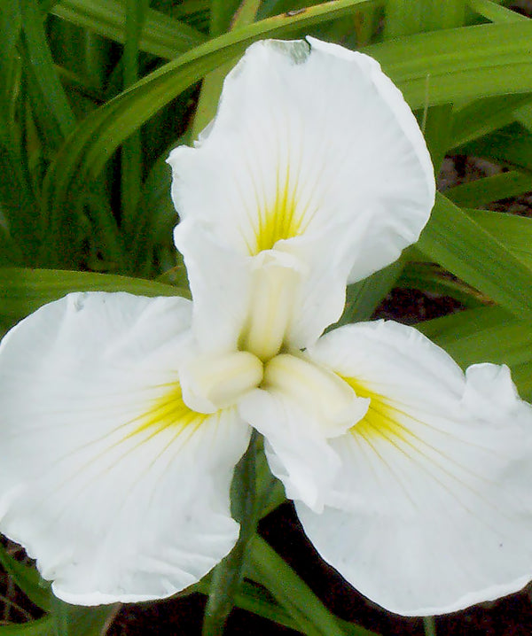 Iris sibirica 'White Swirl' (Iris de Sibérie)