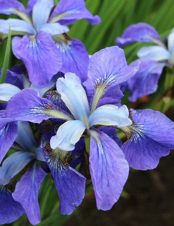 Iris sibirica 'White Swirl' (Iris de Sibérie)