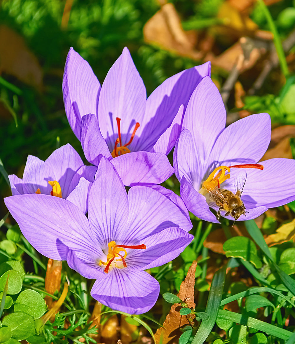 autumn blooming crocus