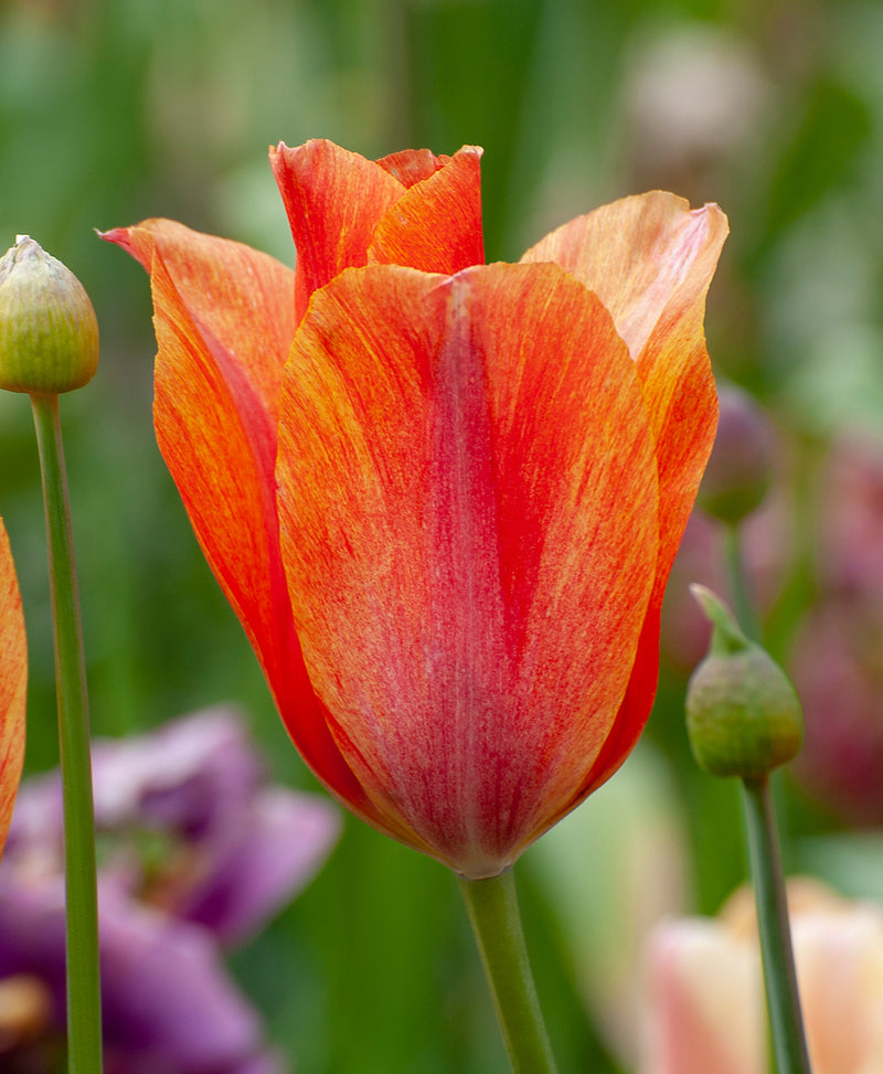 dordogne tulip