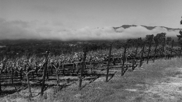 Mathis Vineyard, Sonoma Valley, California, Mathis Grenache