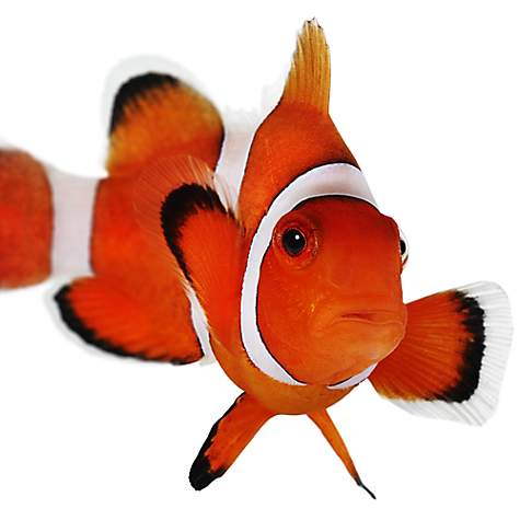 list of guppy fish