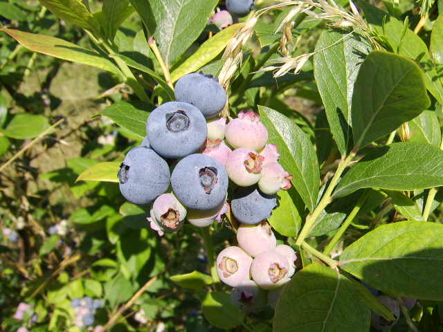 Blueberries