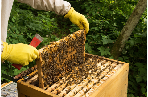 Beekeeping Gloves