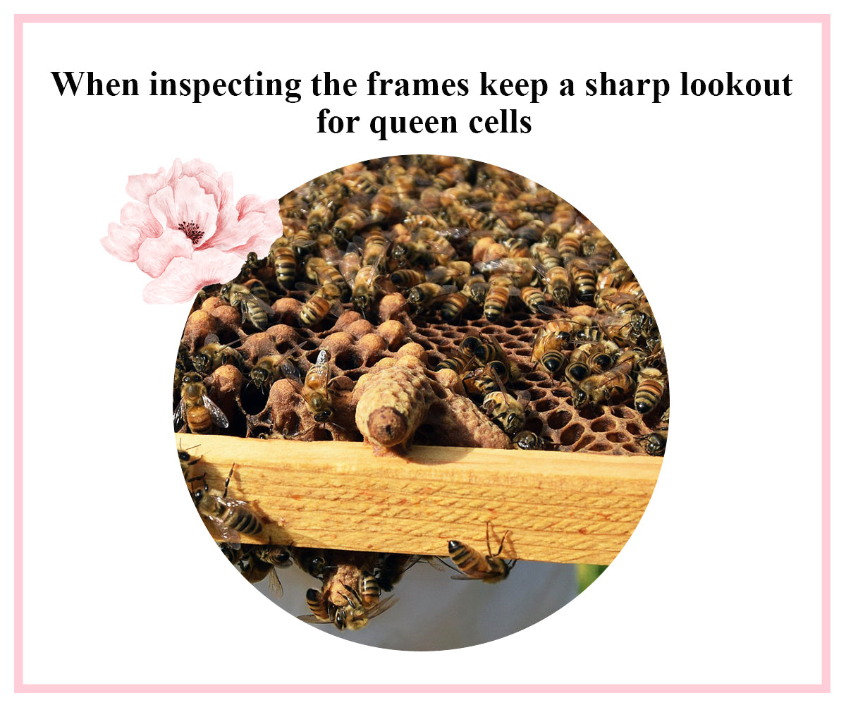 Spring Hive Management