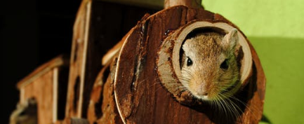 rat peeking from inside a toy train house