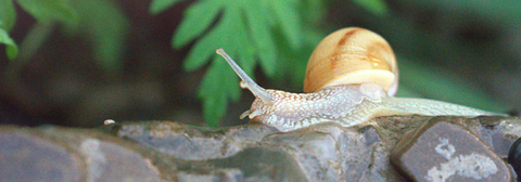 snail above a wet stonewall