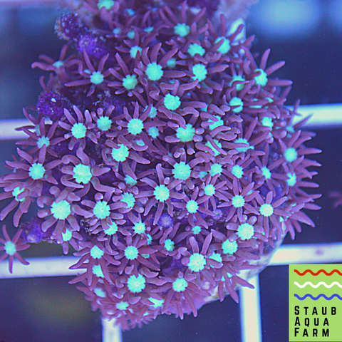 Branching Green Star Polyps (GSP) – Clay's Corals