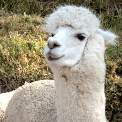 alpaca closeup