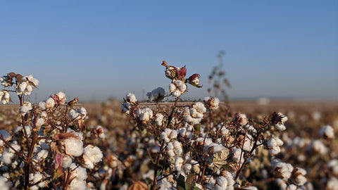 What is Pima Cotton: Properties, How its Made and Where