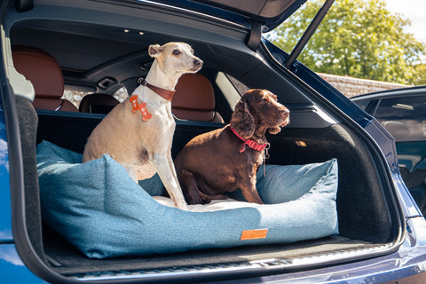 two dogs in nest bed in car