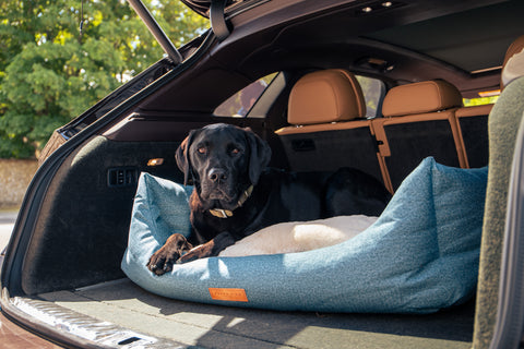 black lab in car