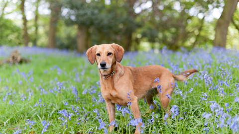 dog in a field of bluebells