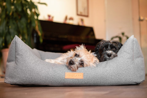 two dogs share a nest bed