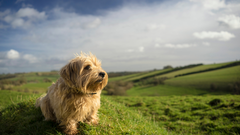 little dog on the hillside