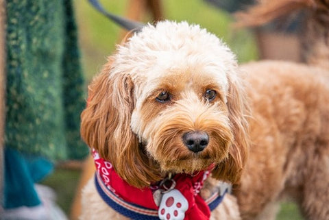 cockerpoo wearing lead