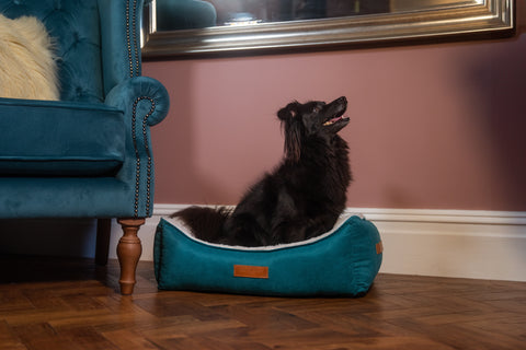 Little black dog sits in blue Hampton nest bed