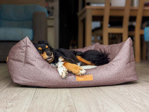 dog sleeping in sherbourne nest bed