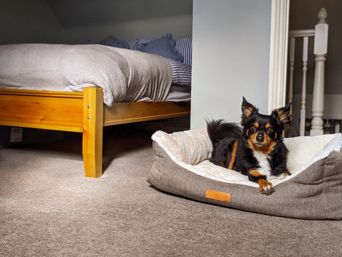 a little dog in a Lincoln nest bed