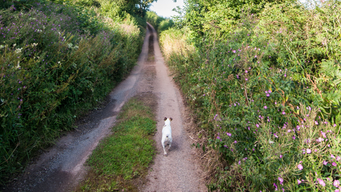 dog walking through the countryside