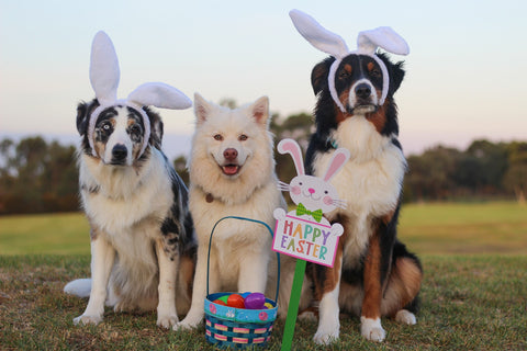 3 australian shepherd dogs with easter bunny ears