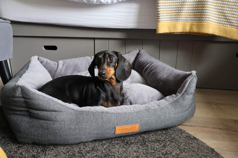 Dachshund dog sitting in Balmoral nest bed on holiday