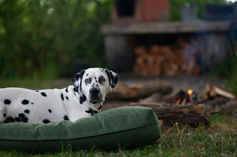 Loki the Dalmatian on the Richmond pillow by the fire on holiday at the yurt