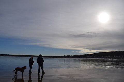 dog walking in beautiful scenery in devon